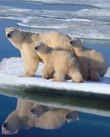 Polar Bear Cubs Floating on Ice
