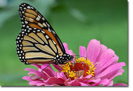 Monarch Butterfly Endangered