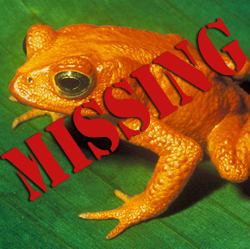 Golden Toad Missing!