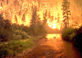 Forest Fires and Global Warming